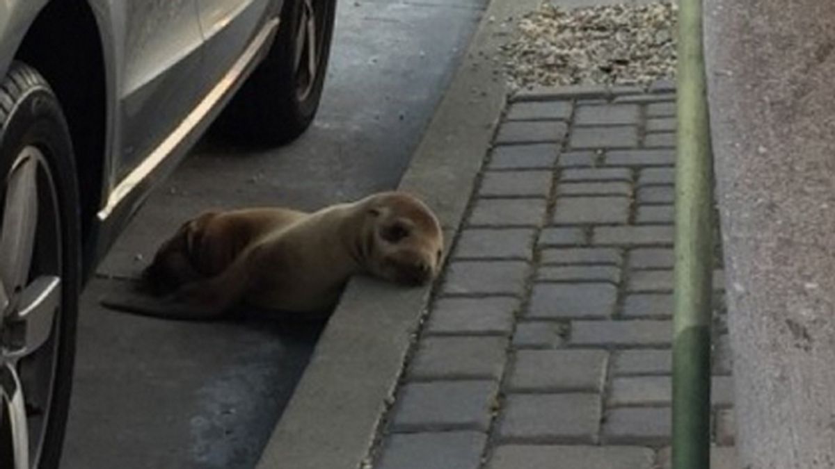 'Rubbish' el cachorro de león marino rescatado del asfalto en San Francisco