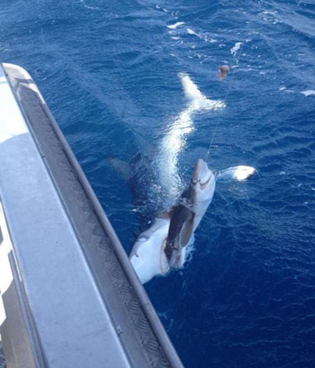 La lucha entre el pescador y el tiburón. Foto: Reddit