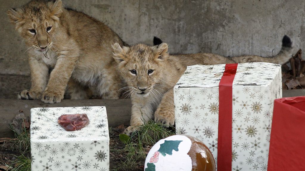 Animales con regalos