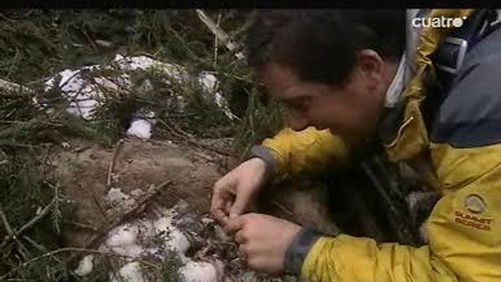 Los Alpes: el último superviviente come gusanos de una gamuza muerta