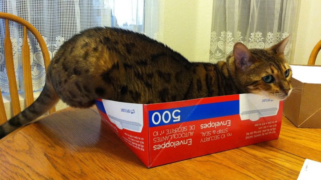 Los gatos se sienten seguros y cómodos cuando se esconden entre cartones