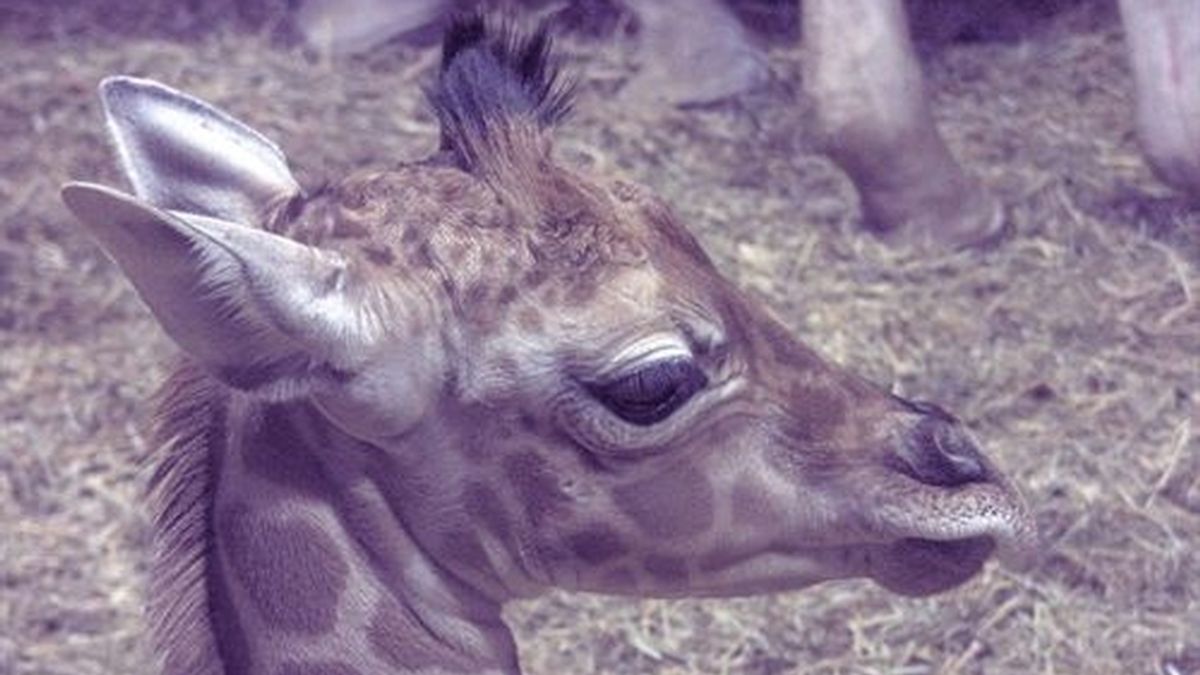 Nace en el Zoo de Madrid una cría de jirafa