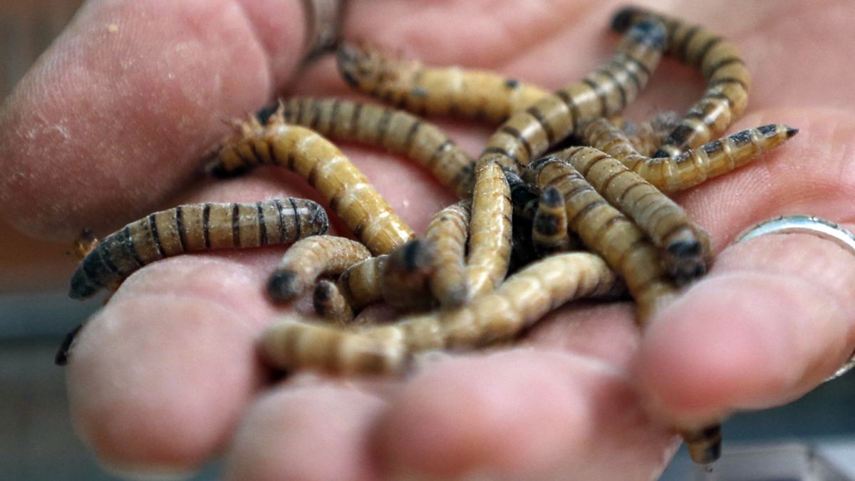 Manipulaciones genéticas permiten alargar la vida de los gusanos