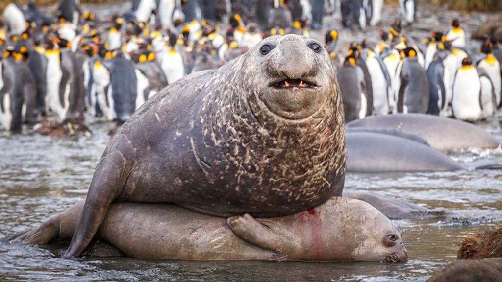 La cópula de un elefante marino