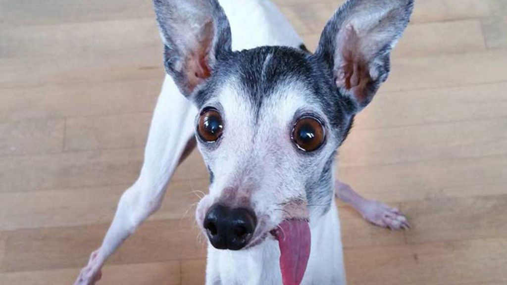 Zappa, la perra con la lengua colgante