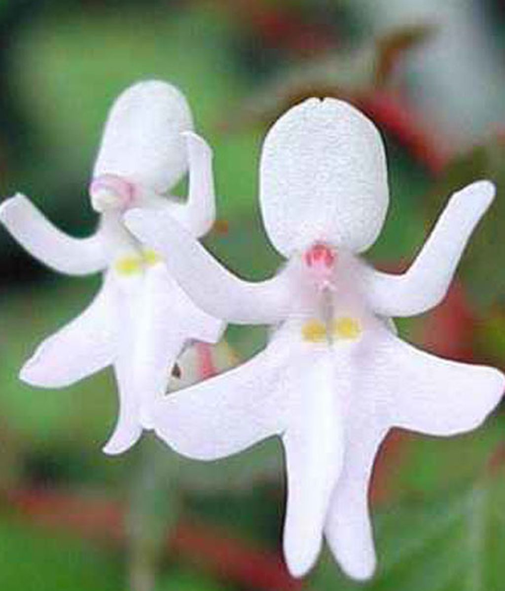 Formas que se esconden en flores