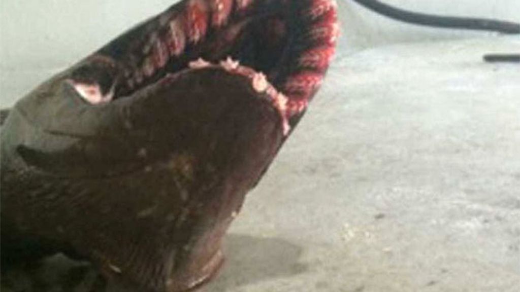 Es un tiburón anguila de dos metros de largo