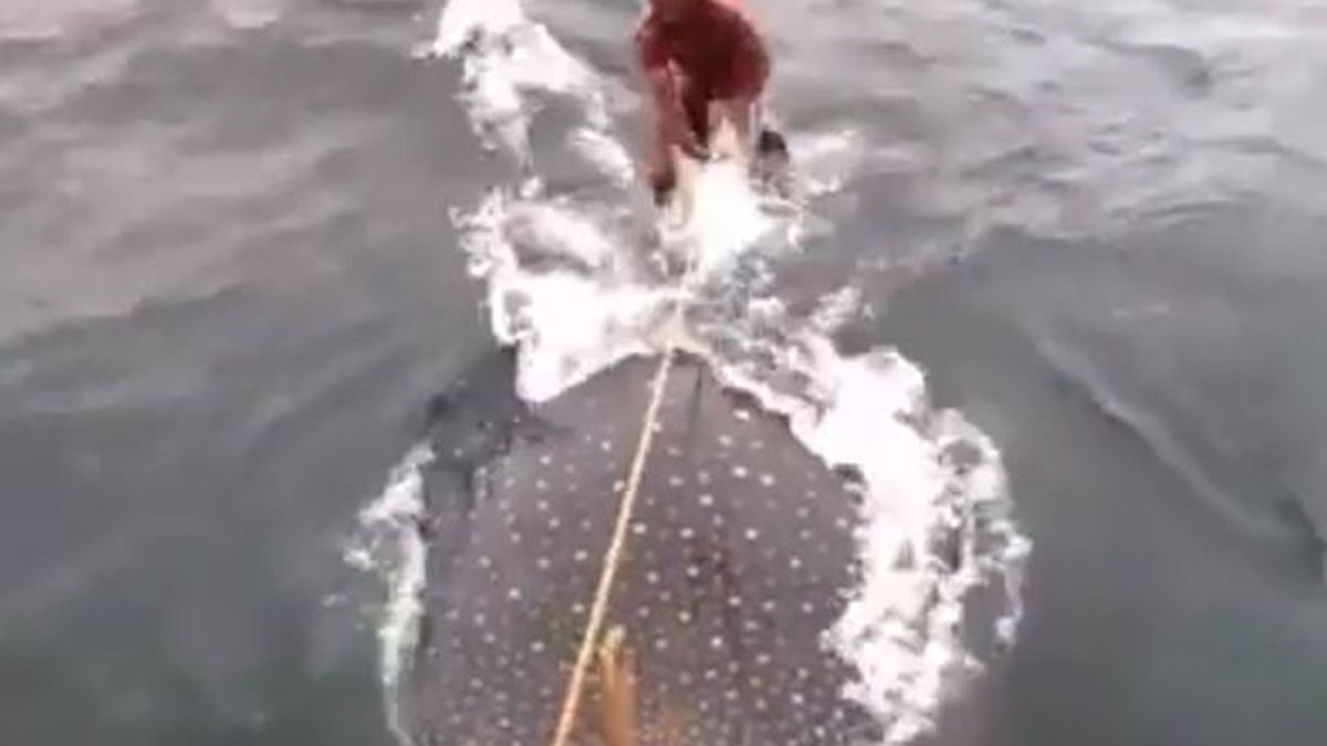 Surfeando sobre un tiburon ballena