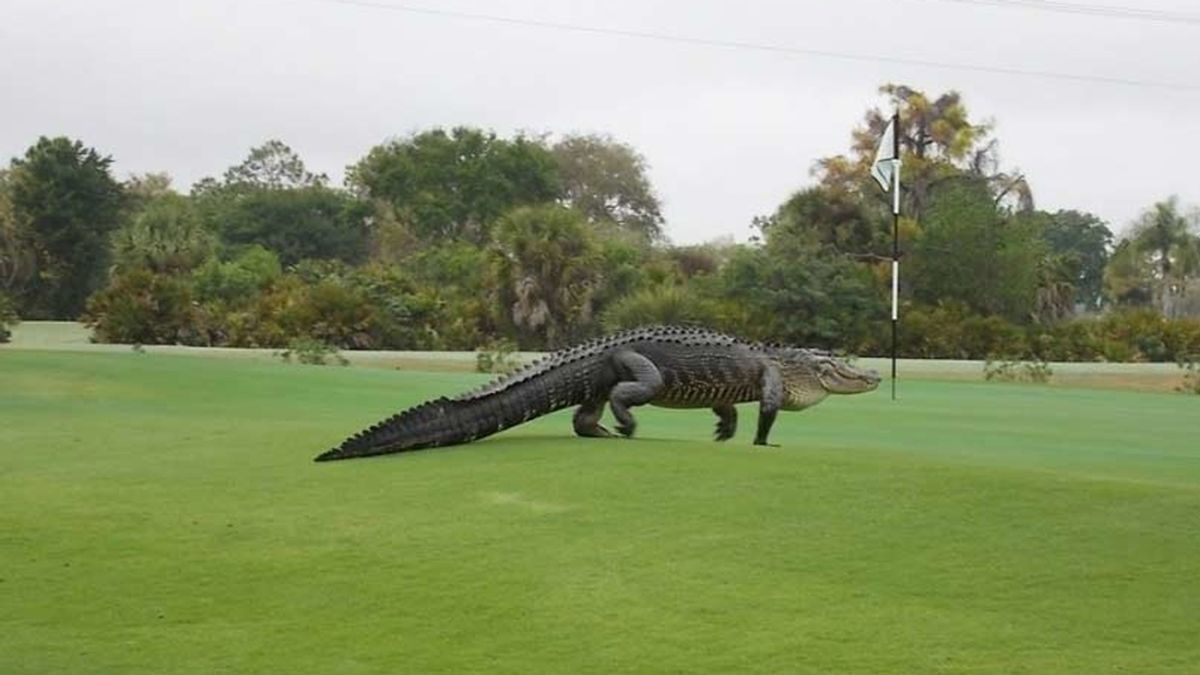 Un cocodrilo gigante en el campo de golf