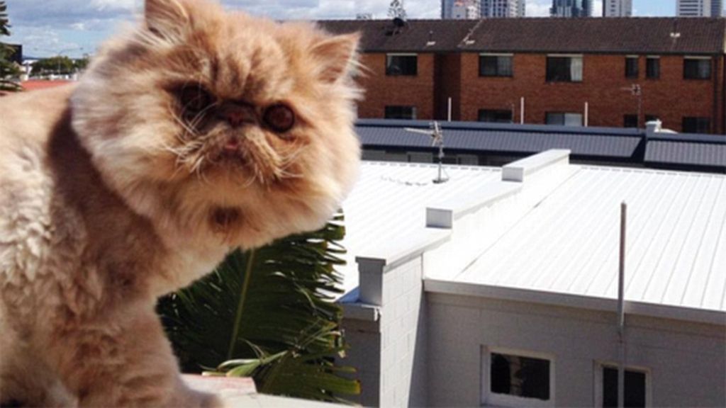 Un gato con una cara muy especial