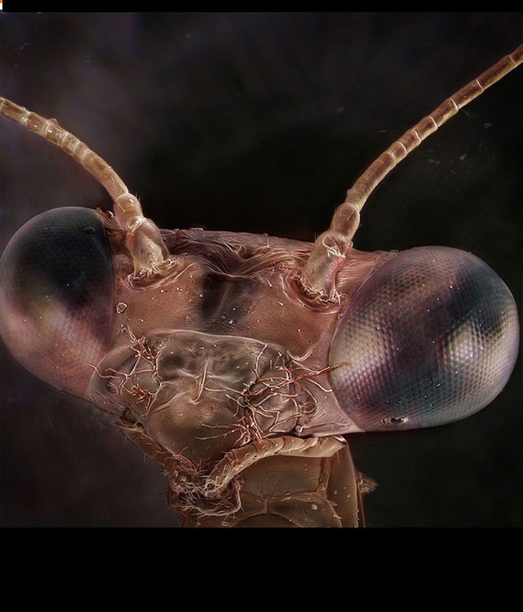 Los monstruos microscópicos con los que compartimos nuestra vida