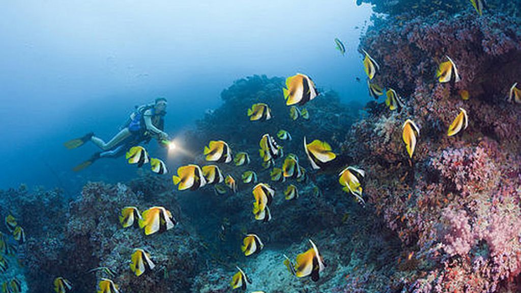 "Nadie nos avisó de que había peces en el mar, y los niños se han asustado"
