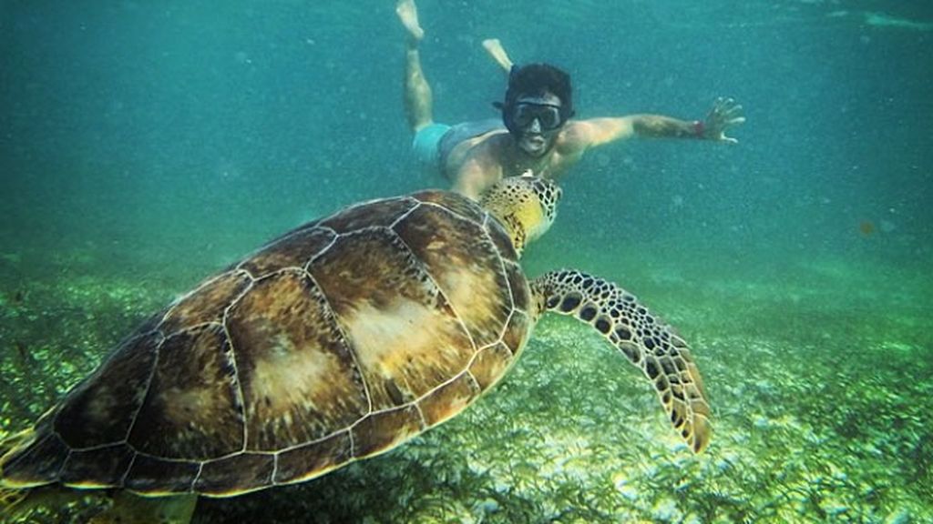 Buceando por Méjico encuentra tortugas como esta