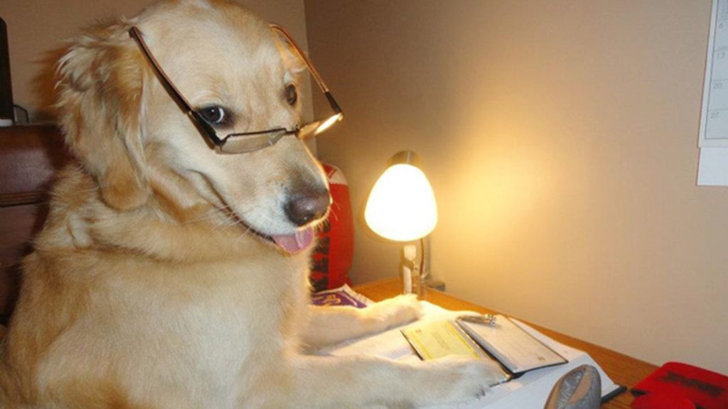 Diviértete con los atuendos más humanos de este perro