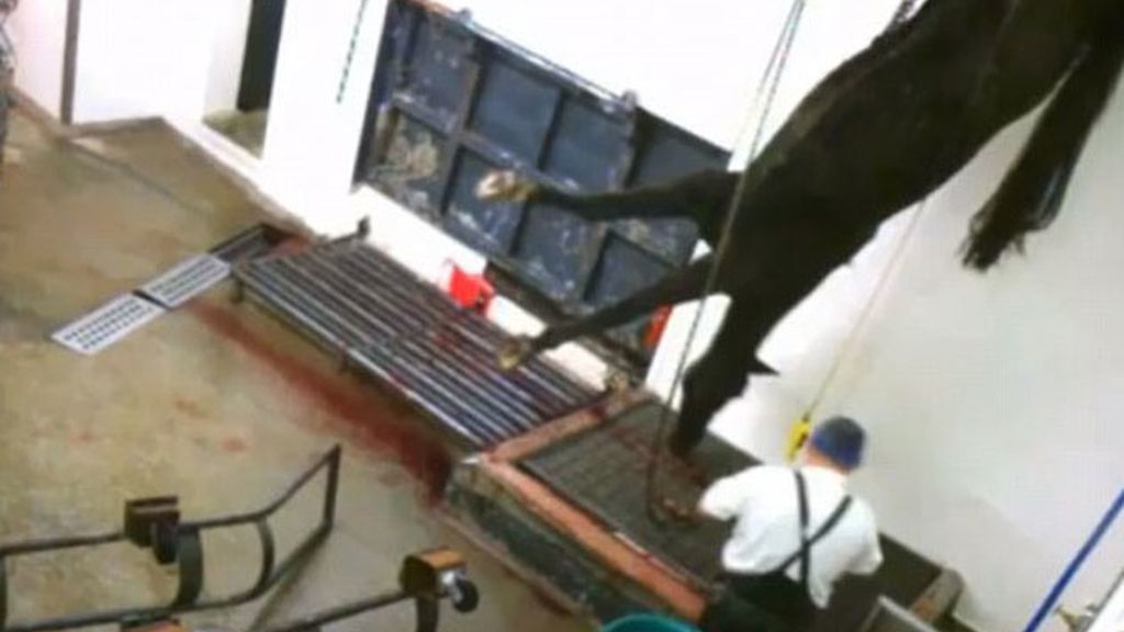 Caballos torturados en Chesire, Londres