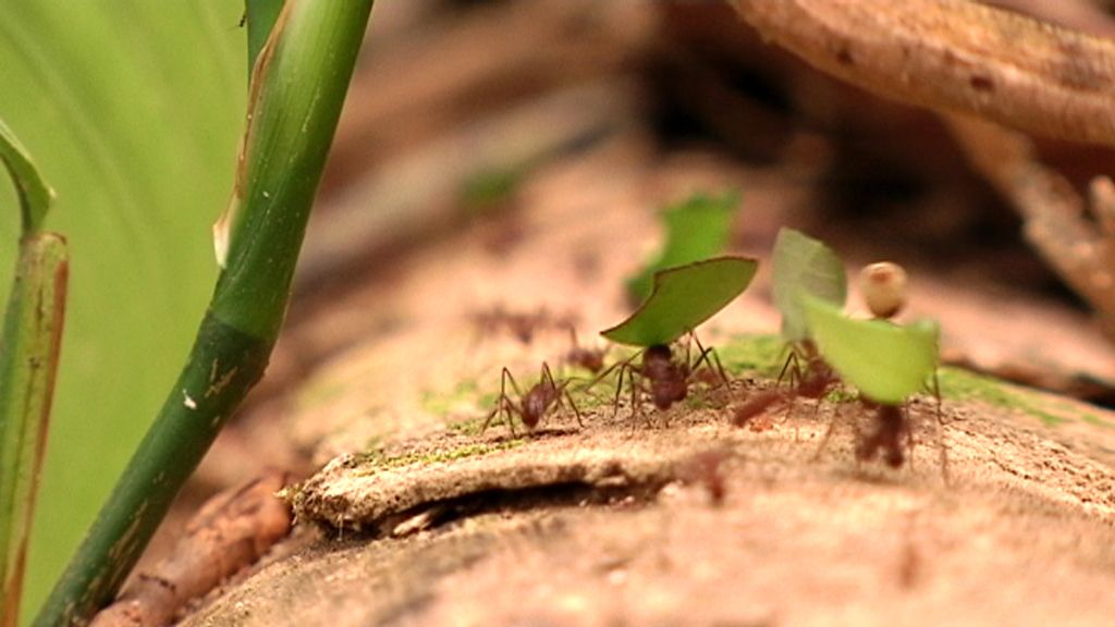 Callejeros Costa Rica