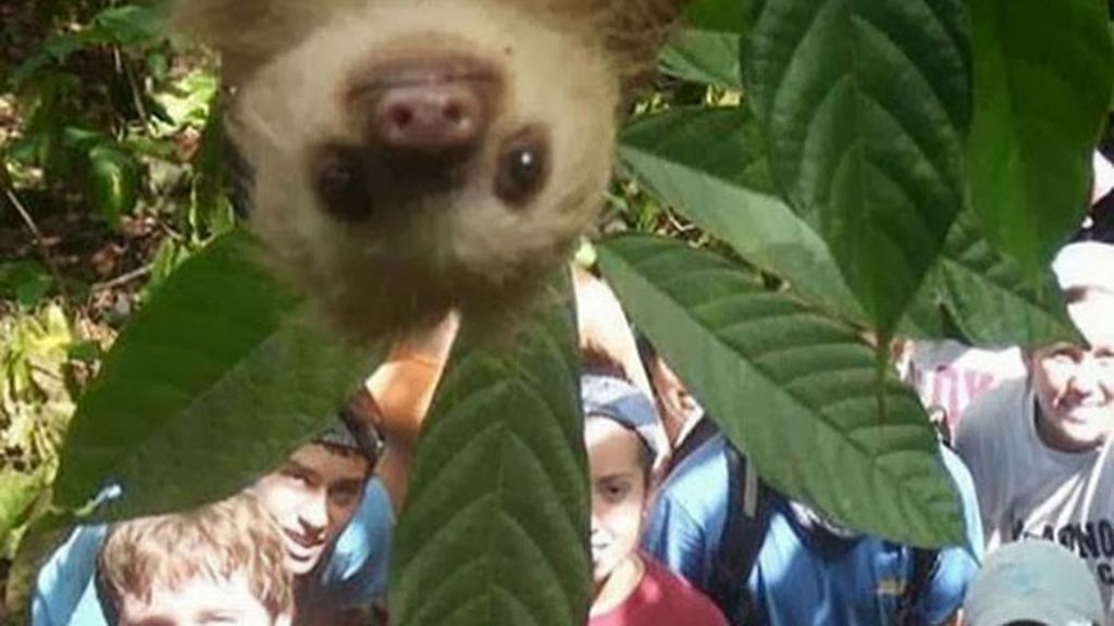 Animales estropeando fotos