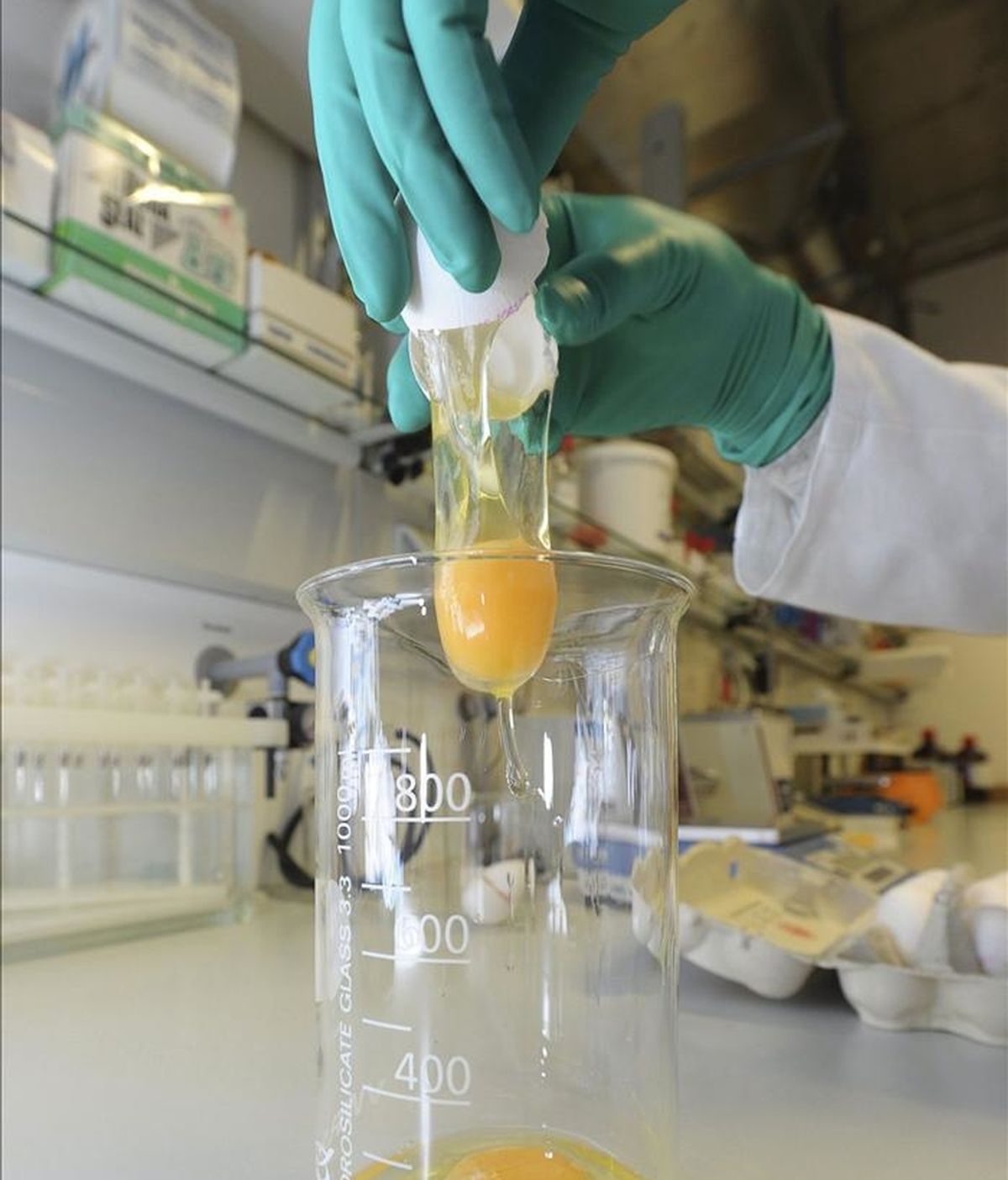Huevos afectados con piensos contaminados con dioxinas son examinados en un laboratorio de Erlangen, Alemania. EFE/Archivo Huevos afectados con piensos contaminados con dioxinas son examinados en un laboratorio de Erlangen, Alemania. EFE/Archivo