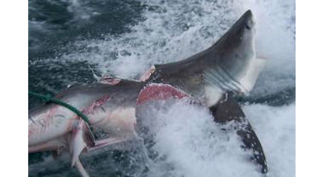 El tiburón blanco que siembra el pánico en Australia
