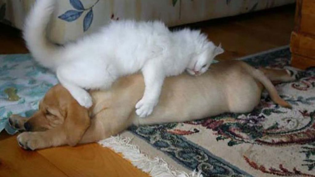 Gatos que usan a perros como almohadas
