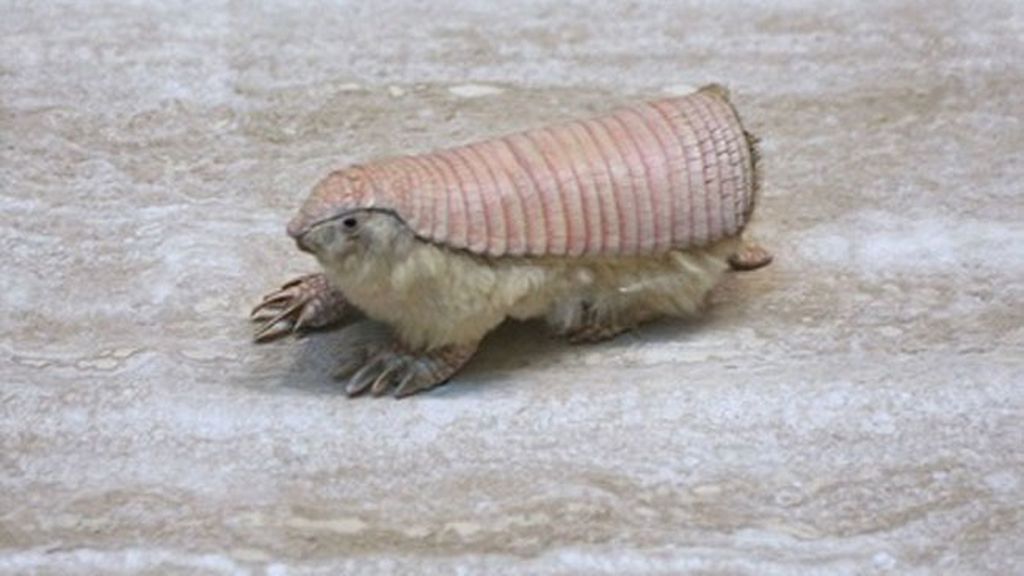 Pichiciego pampeano (Chlamyphorus truncatus)