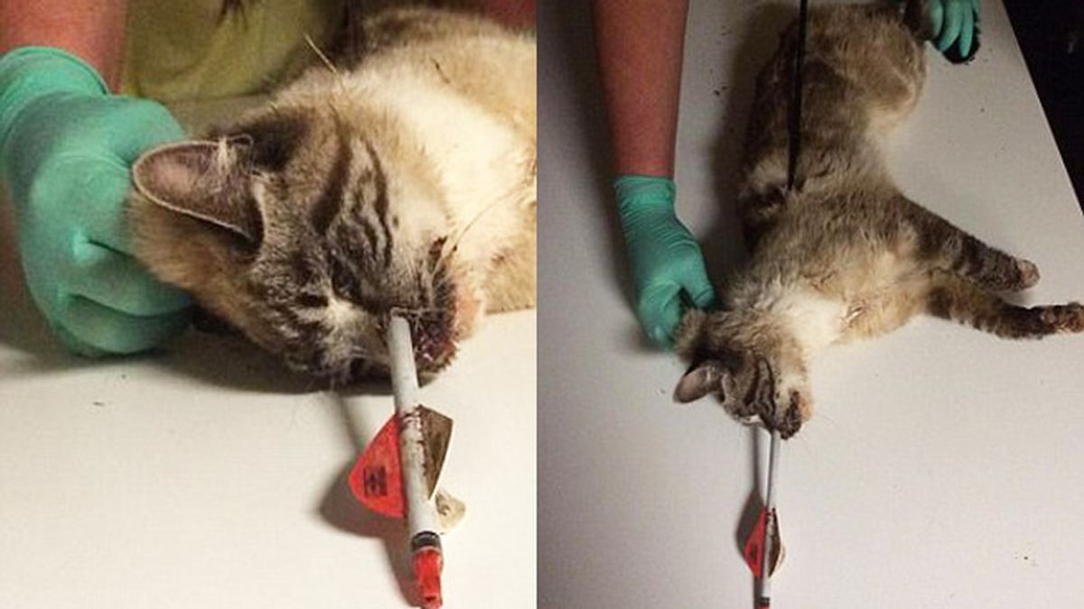 Quiver, la gata que le atravesó una flecha y sobrevivió