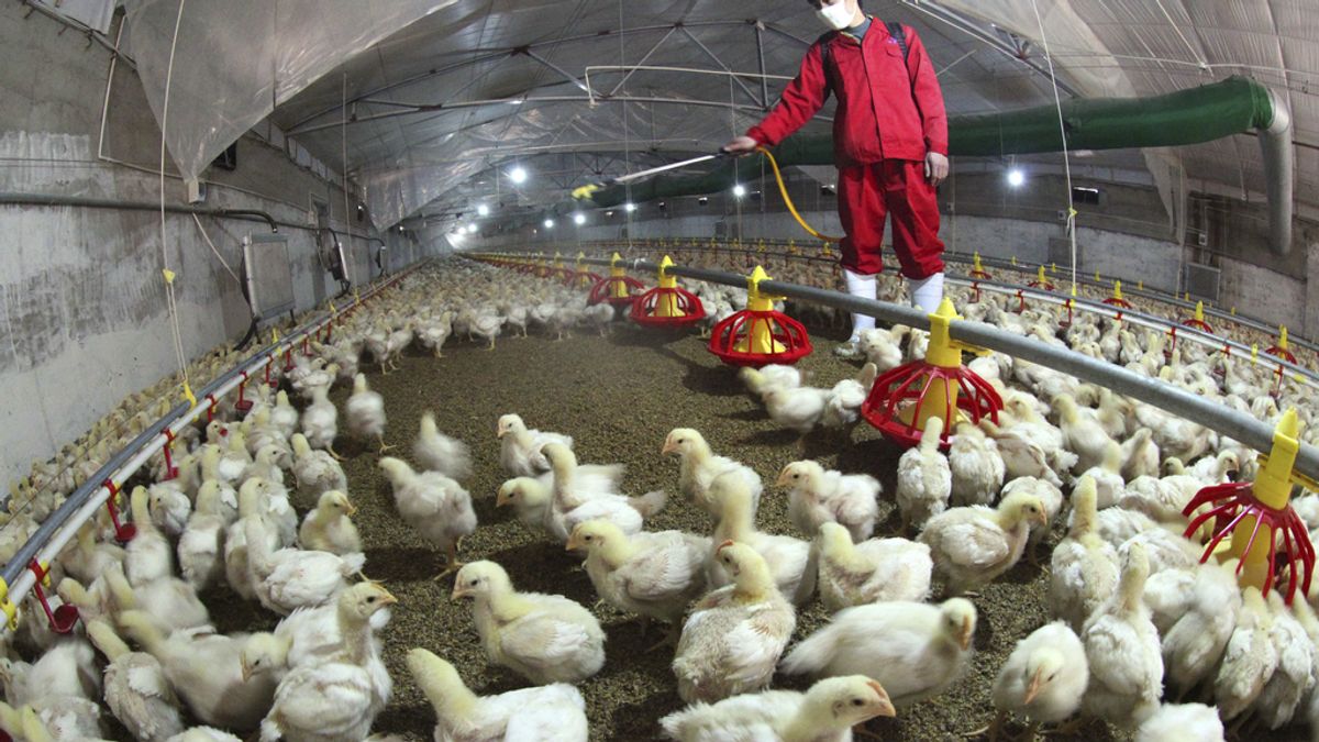 Primer caso del nuevo virus aviar H6N1 en humanos