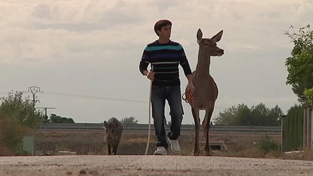 Jabalíes, ciervas, linces, burros, ocas y ponis... unos animales muy domésticos