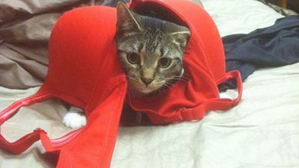 'Creo que he visto un lindo gatito'