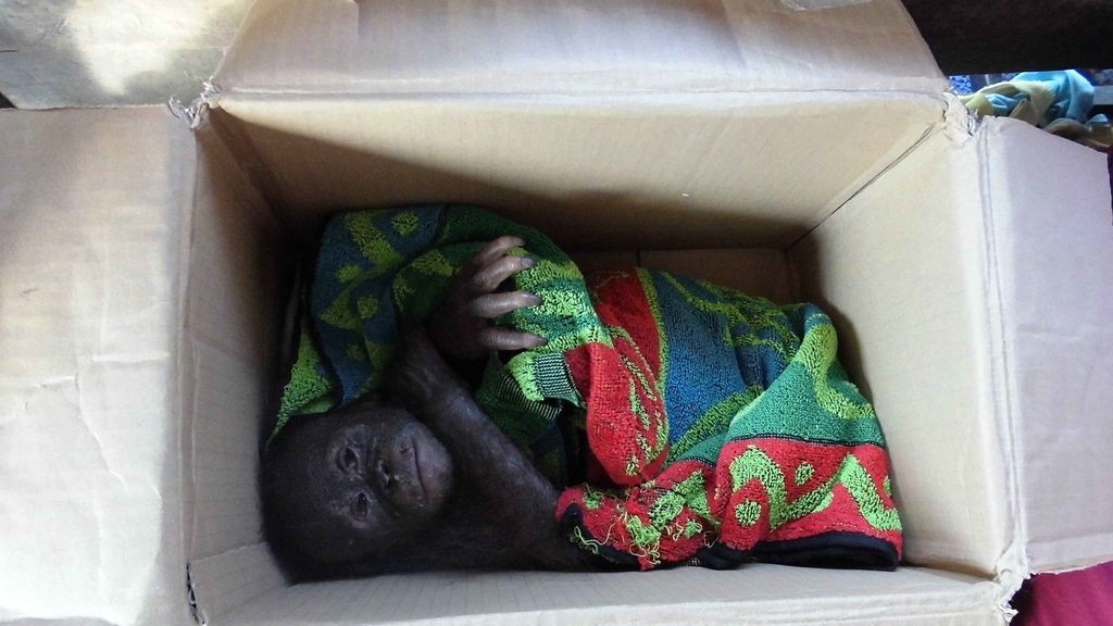El bebé orangután que logra salvarse tras ser abandonado en una caja de cartón