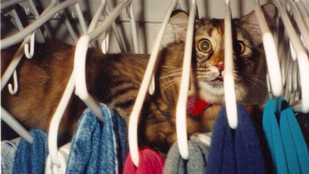 'Creo que he visto un lindo gatito'