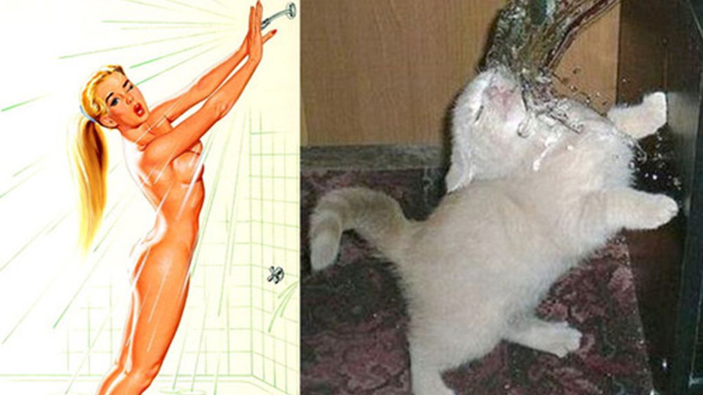 Gatos que parecen chicas pìn-up