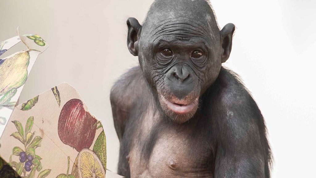 Retratos íntimos en el zoo