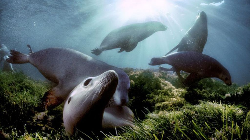 Leones marinos en las islas Hopkins en el sur de Australia