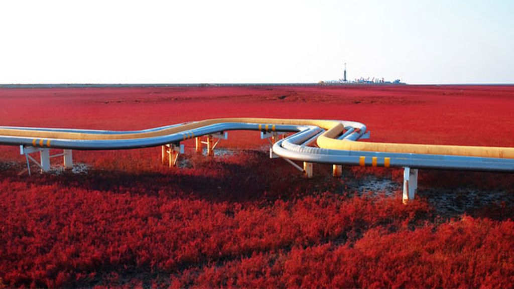 Red beach, Panjin, China
