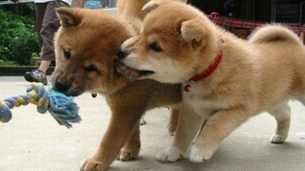 Cachorritos de emergencia