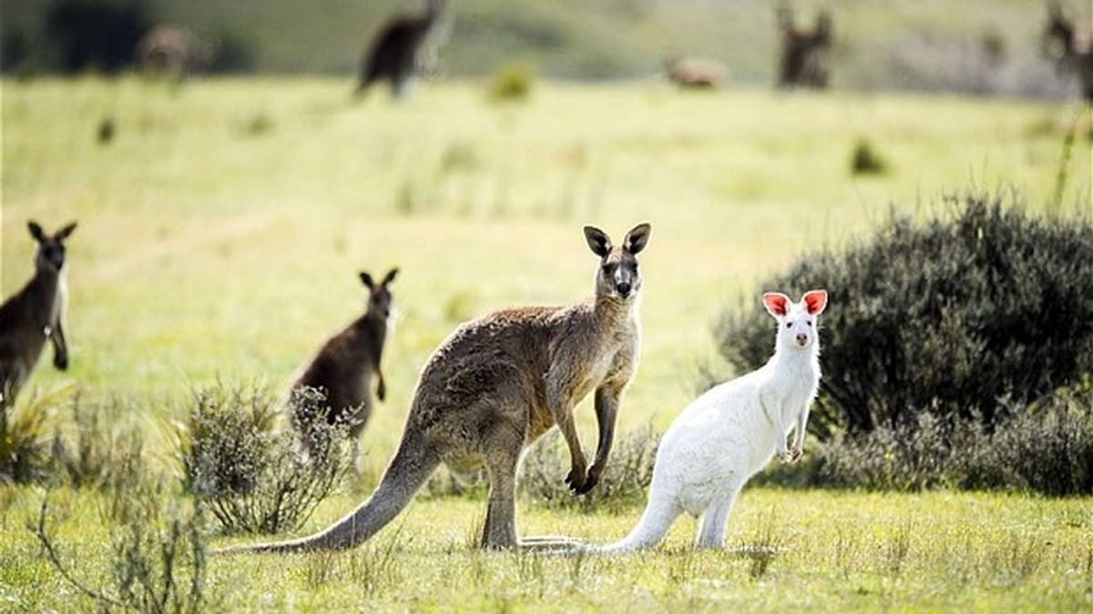 El canguro albino se deja ver en Australia