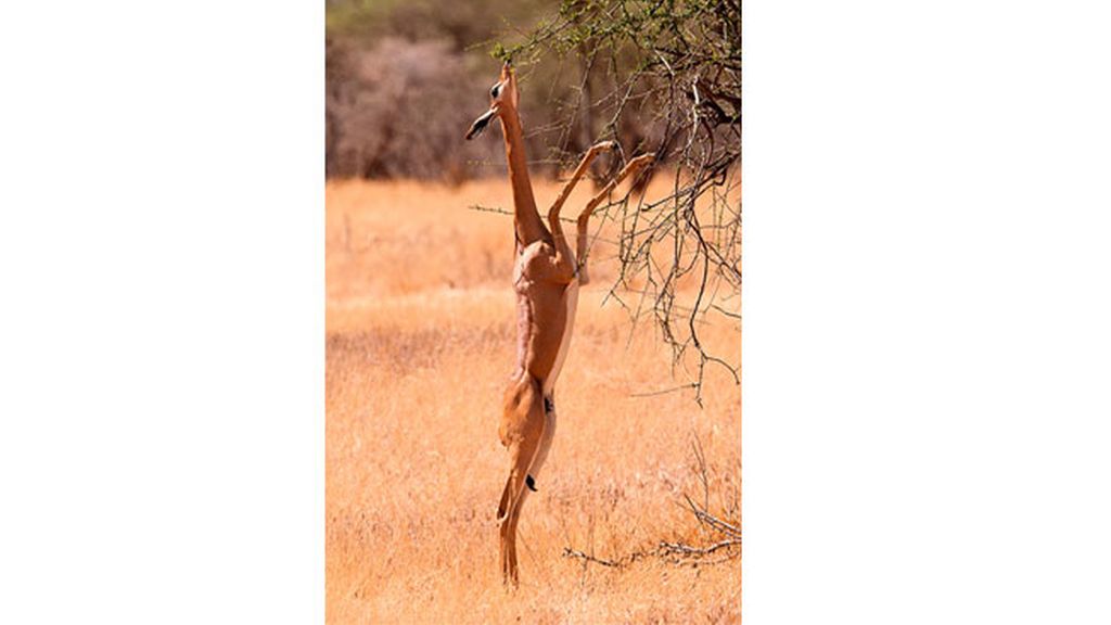 Gerenuc (Litocranius walleri)