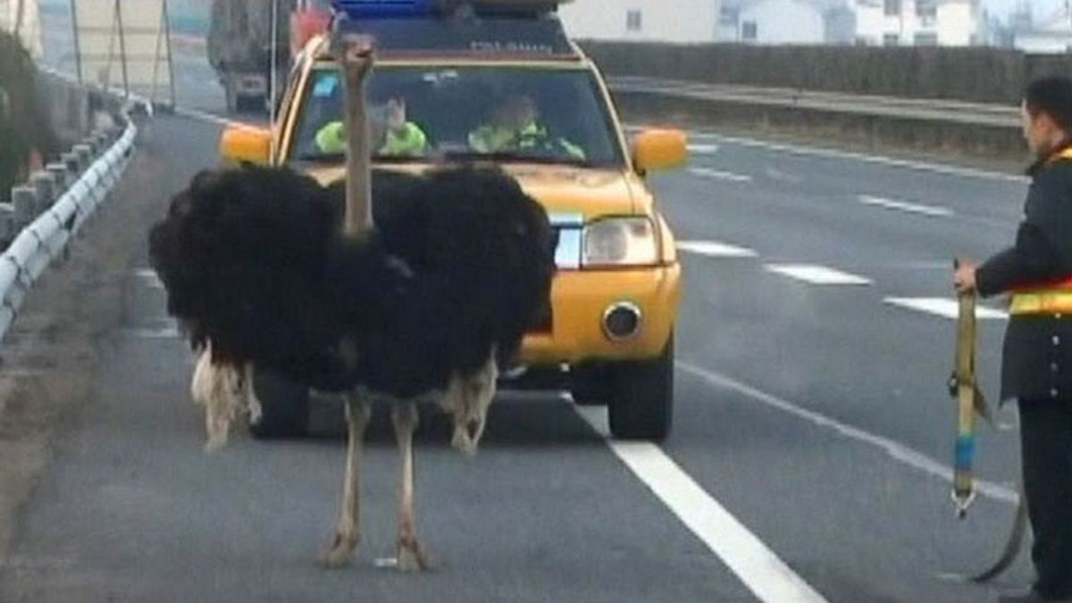 avestruz,avestruz,autopista,China,tráfico en carretera