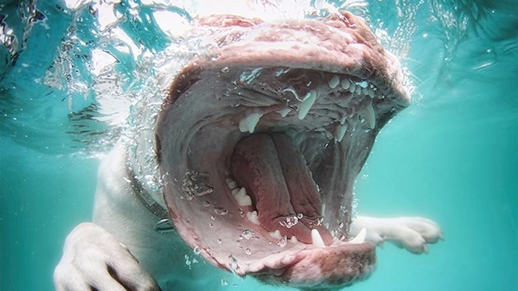 Seth Castelle, el autor que capta estas imágenes submarinas