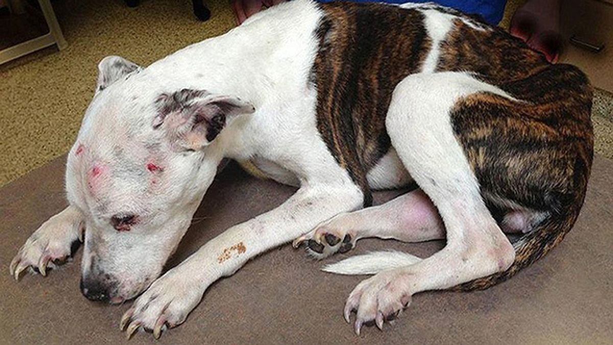 55 años entre rejas por maltratar presuntamente a un cachorro de pitbull