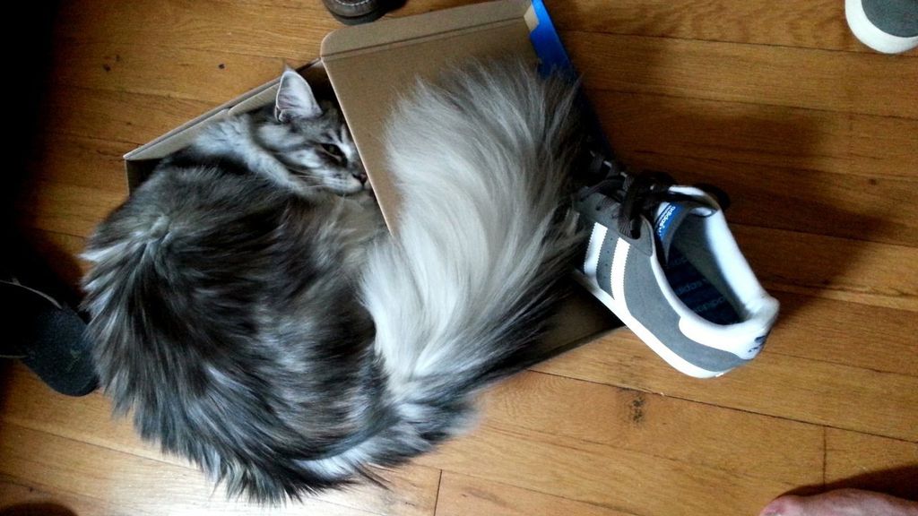 Los gatos se sienten seguros y cómodos cuando se esconden entre cartones