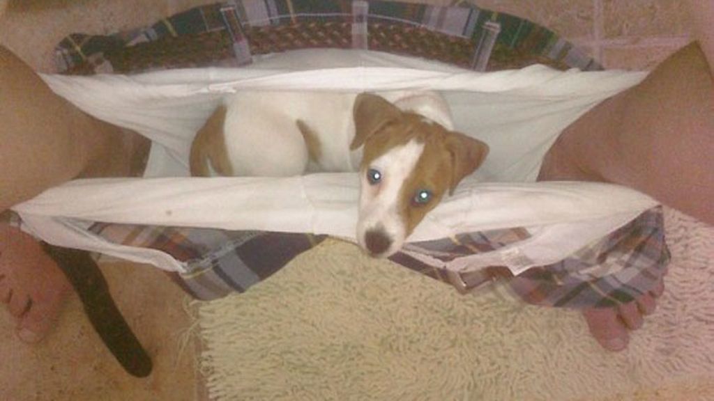 Mascotas y dueños poco fotogénicos