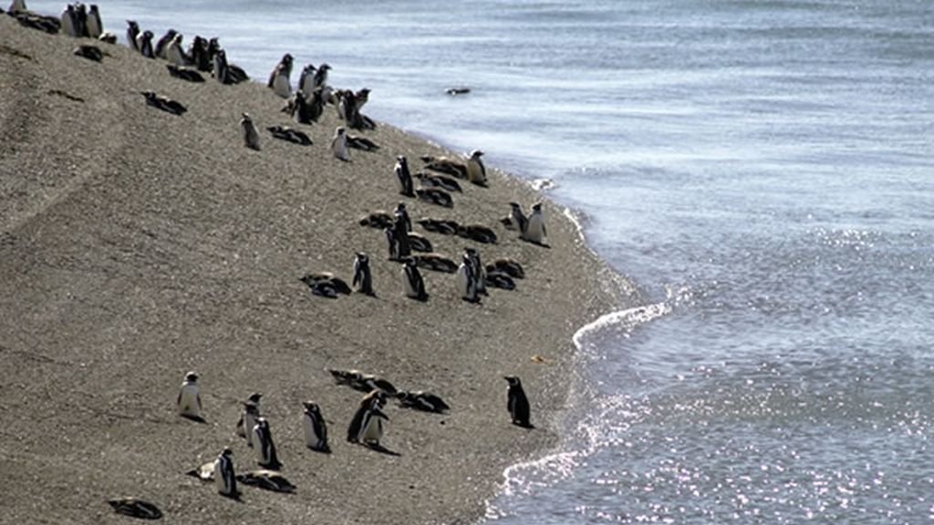 La Península de Valdés cuenta con una de las Faunas más importantes de todo el Atlántico