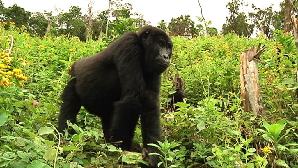 Callejeros viajeros: Uganda