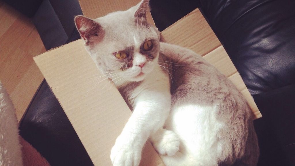 Los gatos se sienten seguros y cómodos cuando se esconden entre cartones