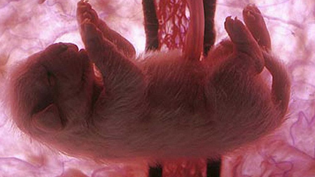 Impresionantes imágenes de animales en el útero materno