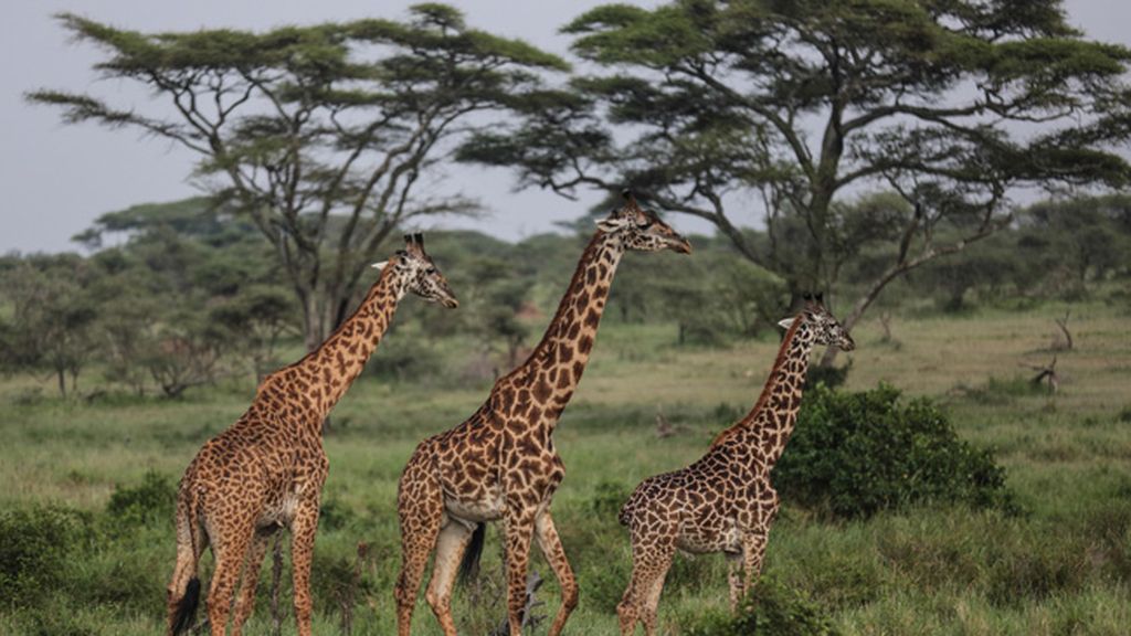 Tanzania (de 45 a 55 años)