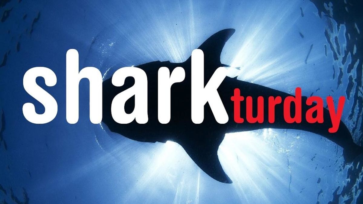 Sharkturday en Cuatro