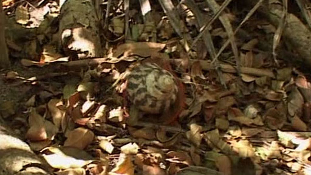 Estómago a prueba de bombas